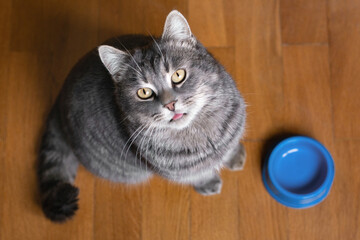 
Hungry cat sits near an empty bowl and silently asks for food. Cat sitting on kitchen floor, begging for food. A kitten and an empty bowl. Care for pets. Funny cats.