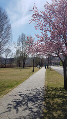 spring in the park