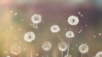 Obraz premium Beautiful flower dandelion in macro closeup with yellow background. HD Image and Large Resolution. can be used as desktop wallpaper, Generative AI