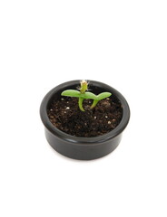 Growing Pitahaya plant (dragon fruit, Hylocereus) , miniature  sprout on  white background