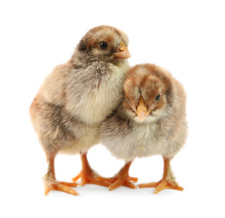 Two cute chicks isolated on white. Baby animals