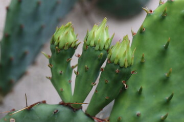 kaktus opuncja macrorhiza kwiat żółty