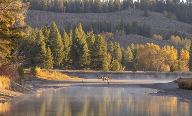 Bull and Cow Elk Duing the Rut in Grand Teton national Park Wyoming in Autumn