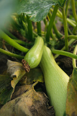 Zucchini in the garden top view, farm products, organic green vegetable marrow growing on bush.