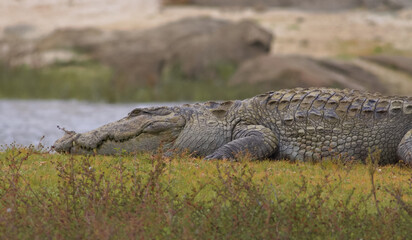 Crocodile basking in the sun, resting and relaxing in the water; mugger crocodile (Crocodylus palustris) from Sri Lanka	