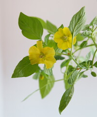 Naklejka premium Blossom of Physalis peruviana, cape gooseberry plant with fruits and yellow flowers