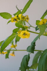 Blossom of Physalis peruviana, cape gooseberry plant with  fruits and yellow flowers