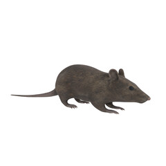 rat on transparent background