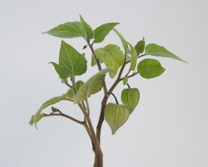 Blossom of Physalis peruviana, cape gooseberry plant with  fruits  on light grey background