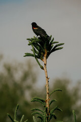 blackbird on a branch