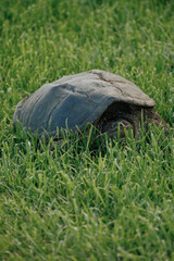 turtle on the grass