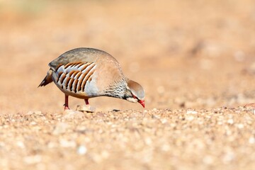 Close-up of a colorful Alectoris rufa foraging on a gravel path in natural sunlight