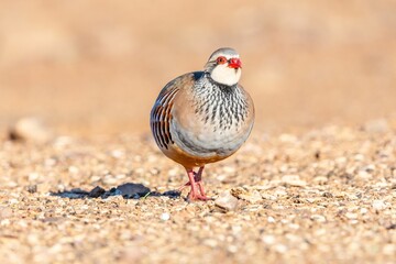 Close-up of a colorful Alectoris rufa foraging on a gravel path in natural sunlight