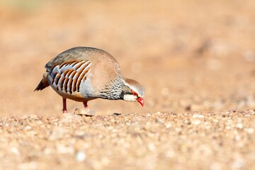 Close-up of a colorful Alectoris rufa foraging on a gravel path in natural sunlight