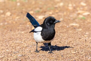 Close-up of a black and white pica pica standing on a gravel path with a blurred background.