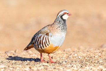Close-up of a colorful Alectoris rufa foraging on a gravel path in natural sunlight