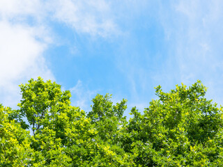 Spring or summer nature background with green trees leaves on blue sky background