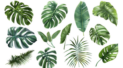 Tropical Green Leaves Collection Isolated on White Background, PNG File