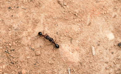 Two ants fighting on the ground