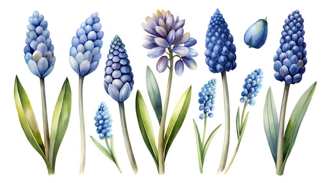 Watercolor set featuring muscari flowers, buds, leaves, and stems. Perfect for adding a touch of spring charm to your designs, ideal for invitations, stationery, and more