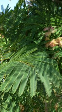 acacia, Albizia julibrissin, branches with green leaves in the wind against the blue sky. Nature background close up. Vertical video. High quality 4k footage