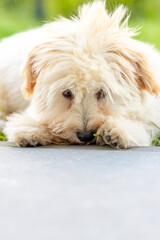 cute white maltipoo puppy playing on the lawn in the city in the evening in summer