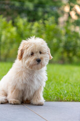 cute white maltipoo puppy playing on the lawn in the city in the evening in summer