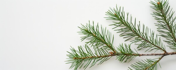 Obraz premium Spruce branch on a white background, minimalistic nature concept