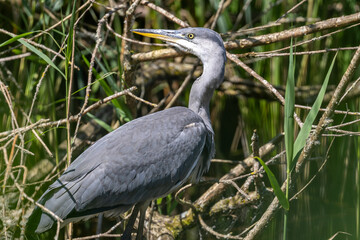 Grey heron bird in sunshine in London wetlands