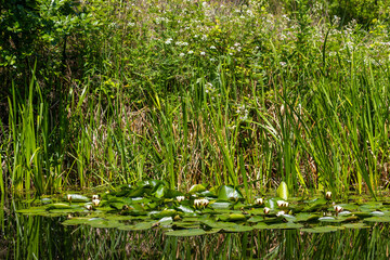 Green vibrant foliage and water lilys in a pond