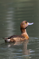 Brown tufted duck female swimming in sunshine