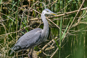 Grey heron bird in sunshine in London wetlands