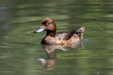 Brown tufted duck female swimming in sunshine