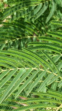Green leaves of acacia, Albizia julibrissin, in the wind. Nature background close up. Vertical video. High quality 4k footage