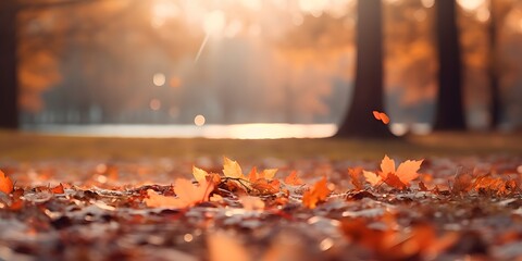 yellowed maple leaf from a Acer tree hangs, colorful vibrant leaves in fall season during autumn Ivy in autumn