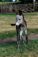 Obraz premium Donkey newborn baby in farm, Argentine Countryside