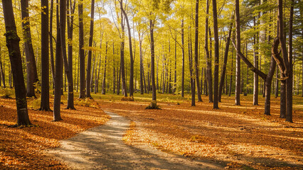 Obraz premium arafed path in a forest with lots of trees and leaves