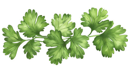 Fototapeta premium Fresh Green Parsley Sprig Isolated on White Background, Png File