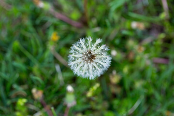 abstract looking dandelion seed head