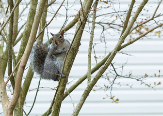 squirrel in a tree with a 
