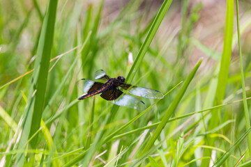 Widow Skimmer (Libellula luctuosa) Like most other dragonflies, the widow skimmer male is territorial and may patrol very large areas to search for females and to chase off other males.