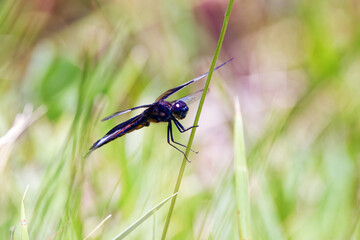 Widow Skimmer (Libellula luctuosa) Like most other dragonflies, the widow skimmer male is territorial and may patrol very large areas to search for females and to chase off other males.