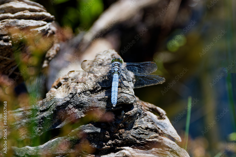 Sticker Eastern Pondhawk
(Erythemis simplicicollis) often preying on other dragonflies their size. They are the only skimmer species with a green face