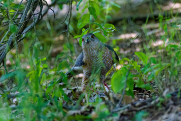 Cooper's hawk (Accipiter cooperii), also known as the Cooper hawk is American native animal.