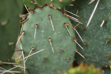 opuntia kaktus opuncja humifusa kwiat cytrynowy