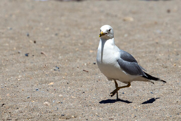 Seagull