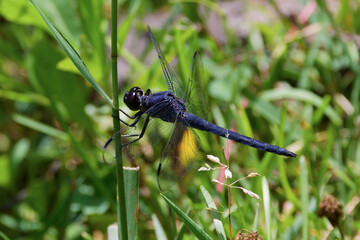  The slaty skimmer (Libellula incesta)
 The dragonfly native to eastern United States and southern Ontario, Quebec, and New Brunswick