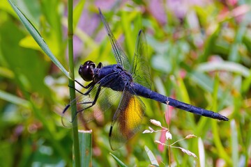  The slaty skimmer (Libellula incesta)
 The dragonfly native to eastern United States and southern Ontario, Quebec, and New Brunswick