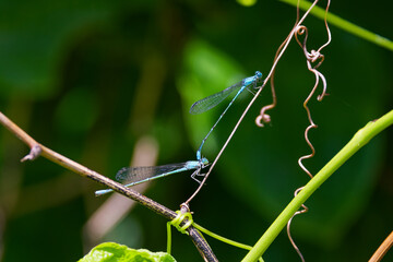 Westfall's Slender Bluet (Enallagma traviatum westfalli)  is a species of small damselfly 