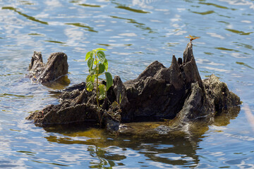 Old tree stump in lake water
